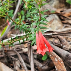 Epacris impressa (Common Heath) at Budawang, NSW - 29 Dec 2024 by MatthewFrawley