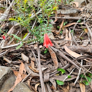 Epacris impressa at Budawang, NSW - 29 Dec 2024