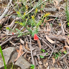 Epacris impressa at Budawang, NSW - 29 Dec 2024