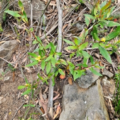 Persoonia laurina subsp. leiogyna at Budawang, NSW - 29 Dec 2024 02:31 PM