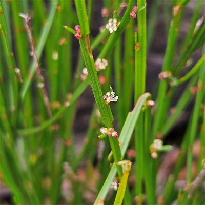 Amperea xiphoclada (Broom Spurge) at Budawang, NSW - 29 Dec 2024 by MatthewFrawley