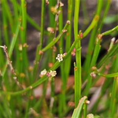 Amperea xiphoclada at Budawang, NSW - 29 Dec 2024