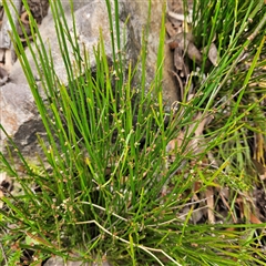 Amperea xiphoclada at Budawang, NSW - 29 Dec 2024