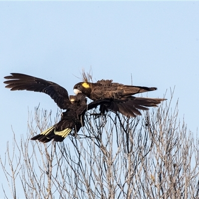 Zanda funerea (Yellow-tailed Black-Cockatoo) at Green Cape, NSW - 19 Oct 2022 by AlisonMilton