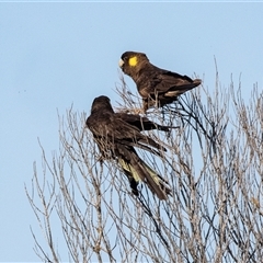 Zanda funerea at Green Cape, NSW - 19 Oct 2022 08:53 AM