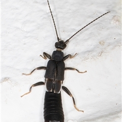 Nala lividipes (Black field earwig) at Melba, ACT - 26 Dec 2024 by kasiaaus