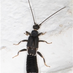 Unidentified Earwig (Dermaptera) at Melba, ACT - 26 Dec 2024 by kasiaaus