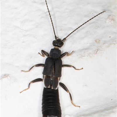 Nala lividipes (Black field earwig) at Melba, ACT - 26 Dec 2024 by kasiaaus