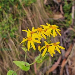 Lordhowea velleioides (Forest Groundsel) at Budawang, NSW - 29 Dec 2024 by MatthewFrawley