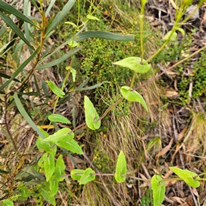 Lordhowea velleioides at Budawang, NSW - 29 Dec 2024 02:28 PM