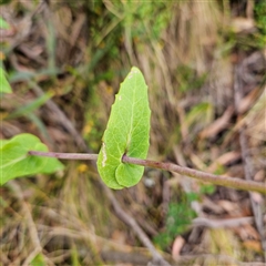 Lordhowea velleioides at Budawang, NSW - 29 Dec 2024 02:28 PM