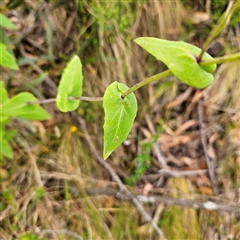 Lordhowea velleioides at Budawang, NSW - 29 Dec 2024 02:28 PM