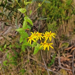 Lordhowea velleioides at Budawang, NSW - 29 Dec 2024 02:28 PM