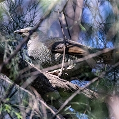 Ptilonorhynchus violaceus (Satin Bowerbird) at Green Cape, NSW - 18 Oct 2022 by AlisonMilton