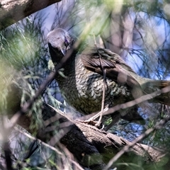 Ptilonorhynchus violaceus at Green Cape, NSW - 19 Oct 2022 09:32 AM