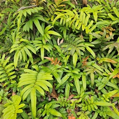 Blechnum wattsii at Budawang, NSW - 29 Dec 2024 by MatthewFrawley