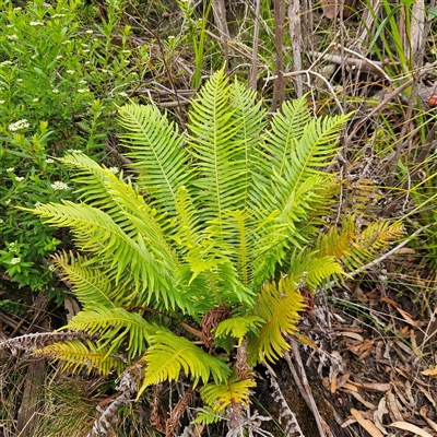 Blechnum nudum (Fishbone Water Fern) at Budawang, NSW - 29 Dec 2024 by MatthewFrawley