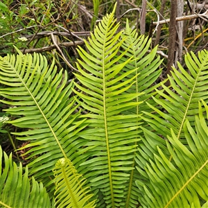 Blechnum nudum at Budawang, NSW - 29 Dec 2024