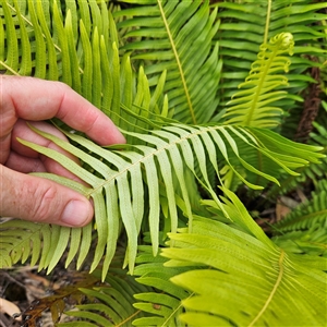 Blechnum nudum at Budawang, NSW - 29 Dec 2024 02:24 PM