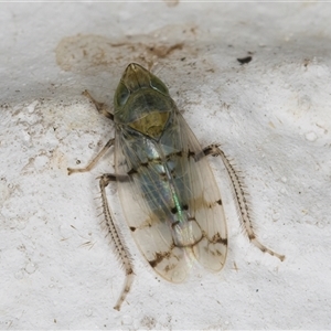 Japananus hyalinus at Melba, ACT - 26 Dec 2024