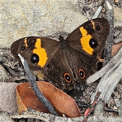 Tisiphone abeona (Varied Sword-grass Brown) at Budawang, NSW - 29 Dec 2024 by MatthewFrawley