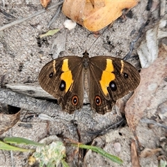 Tisiphone abeona at Budawang, NSW - 29 Dec 2024