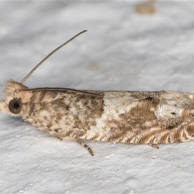 Crocidosema plebejana (Cotton Tipworm Moth) at Melba, ACT - 26 Dec 2024 by kasiaaus