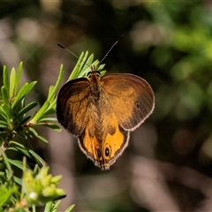 Heteronympha merope at Green Cape, NSW - 18 Oct 2022 by AlisonMilton