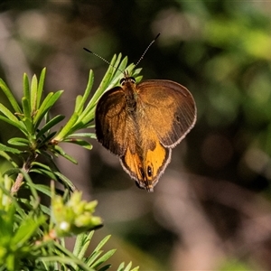 Heteronympha merope at Green Cape, NSW - 19 Oct 2022 10:07 AM