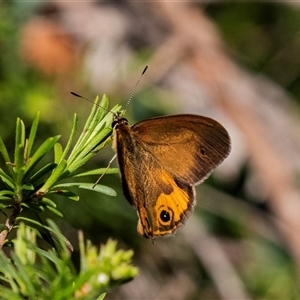 Heteronympha merope at Green Cape, NSW - 19 Oct 2022 10:07 AM