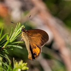 Heteronympha merope at Green Cape, NSW - 19 Oct 2022 10:07 AM