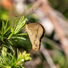 Heteronympha merope at Green Cape, NSW - 19 Oct 2022 10:07 AM