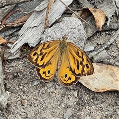 Heteronympha merope (Common Brown Butterfly) at Budawang, NSW - 29 Dec 2024 by MatthewFrawley