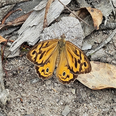 Heteronympha merope (Common Brown Butterfly) at Budawang, NSW - 29 Dec 2024 by MatthewFrawley