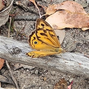 Heteronympha merope at Budawang, NSW - 29 Dec 2024 02:03 PM