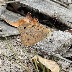 Heteronympha merope at Budawang, NSW - 29 Dec 2024 02:03 PM