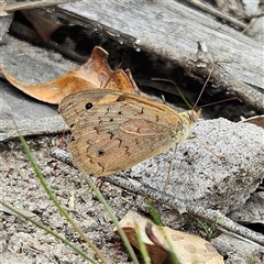 Heteronympha merope at Budawang, NSW - 29 Dec 2024 02:03 PM