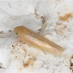 Cicadellidae (family) at Melba, ACT - 26 Dec 2024 by kasiaaus