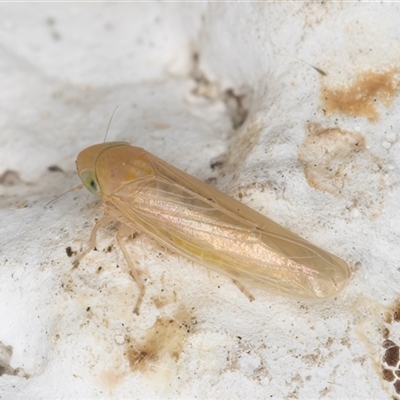 Nesoclutha phryne (Australian Grass Leafhopper) at Melba, ACT - 26 Dec 2024 by kasiaaus