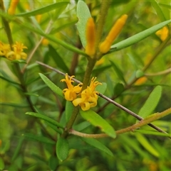 Persoonia mollis subsp. budawangensis at Budawang, NSW - 29 Dec 2024 by MatthewFrawley