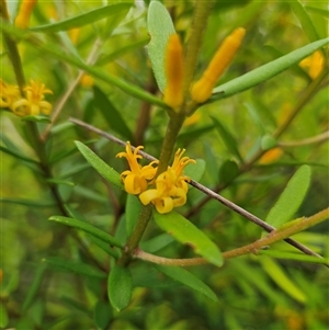 Persoonia mollis subsp. budawangensis at Budawang, NSW - 29 Dec 2024