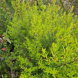 Persoonia mollis subsp. budawangensis at Budawang, NSW - 29 Dec 2024