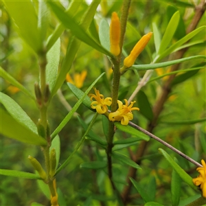 Persoonia mollis subsp. budawangensis at Budawang, NSW - 29 Dec 2024