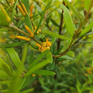 Persoonia mollis subsp. budawangensis at Budawang, NSW - 29 Dec 2024