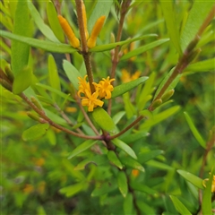 Persoonia mollis subsp. budawangensis at Budawang, NSW - 29 Dec 2024