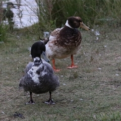 Anas platyrhynchos (Mallard (Domestic Type)) at Fadden, ACT - 29 Dec 2024 by RodDeb