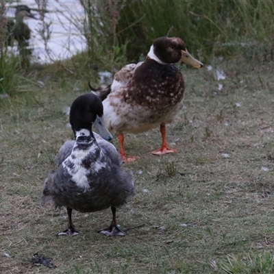 Anas platyrhynchos (Mallard (Domestic Type)) at Fadden, ACT - 29 Dec 2024 by RodDeb