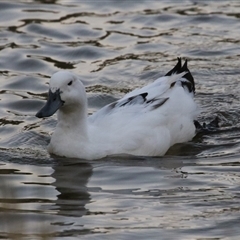Anas platyrhynchos at Fadden, ACT - 29 Dec 2024 08:20 PM