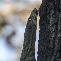 Varanus varius at Green Cape, NSW - 19 Oct 2022 by AlisonMilton