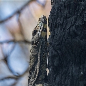 Varanus varius at Green Cape, NSW - suppressed